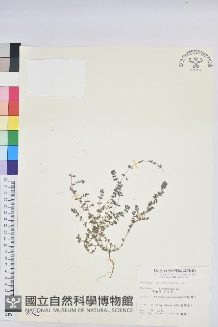 千根草藏品圖，第1張