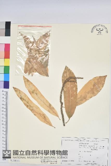 闊葉變葉木藏品圖，第1張