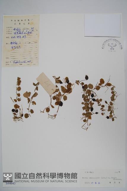 普剌特草藏品圖，第1張