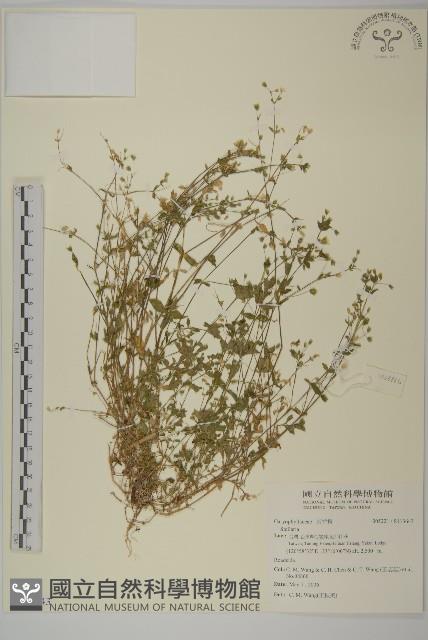 Accession Number:S113643 Collection Image, Figure 1, Total 2 Figures