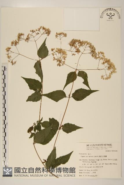 田代氏澤蘭藏品圖，第1張