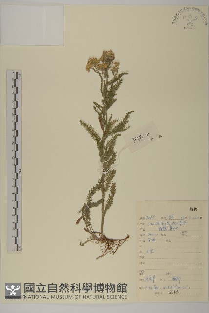 洋蓍草、千葉蓍藏品圖，第1張