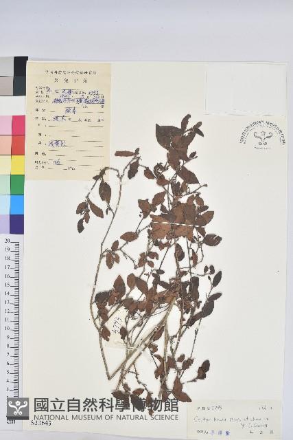 寬昭巴豆藏品圖，第1張