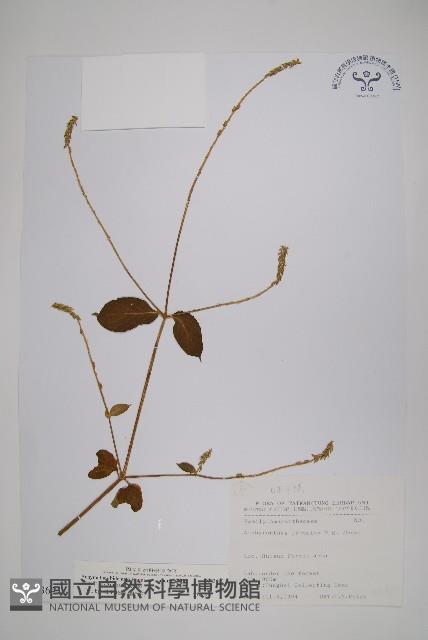 日本牛膝藏品圖，第1張