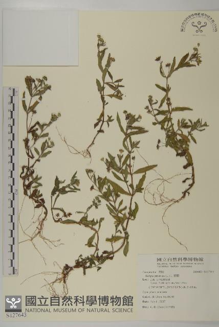 鱧腸藏品圖，第1張