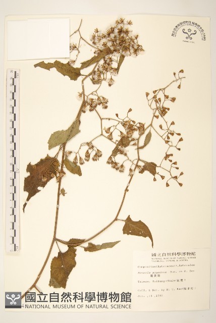 蔓黃菀藏品圖，第1張