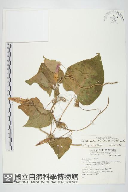 銳葉牽牛藏品圖，第1張