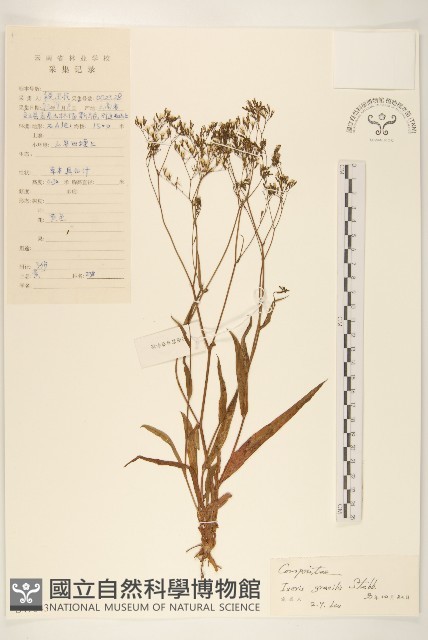 細葉苦實藏品圖，第1張