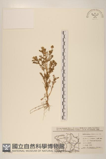 同花母菊藏品圖，第1張