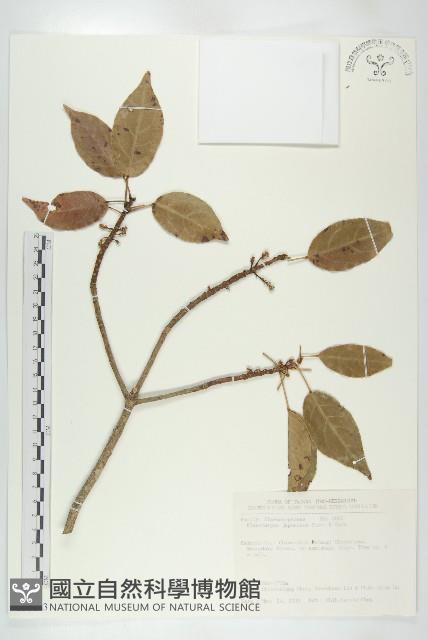 薯豆藏品圖，第1張