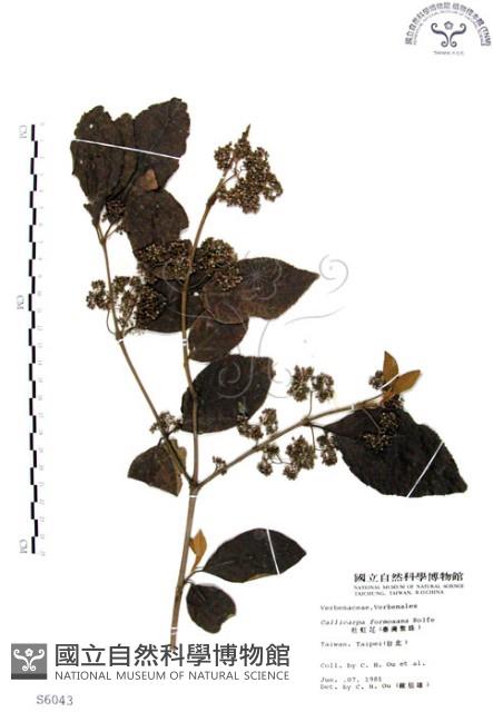 杜虹花，台灣紫珠藏品圖，第1張