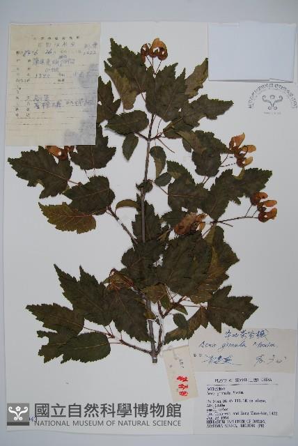 華北茶條槭藏品圖，第1張