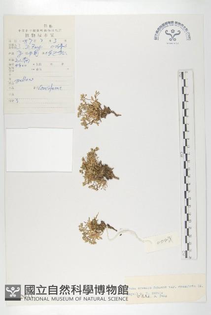 矮喜山葶藶藏品圖，第1張