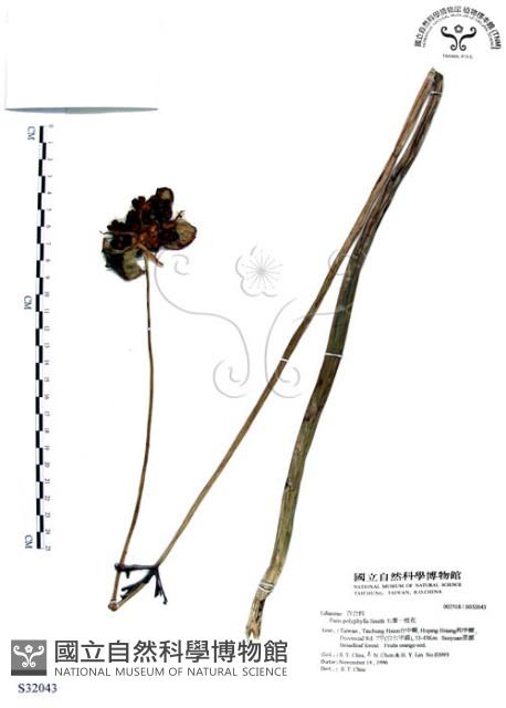 七葉一枝花藏品圖，第1張