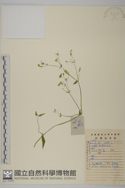 石生蠅子草、山女婁菜藏品圖，第1張