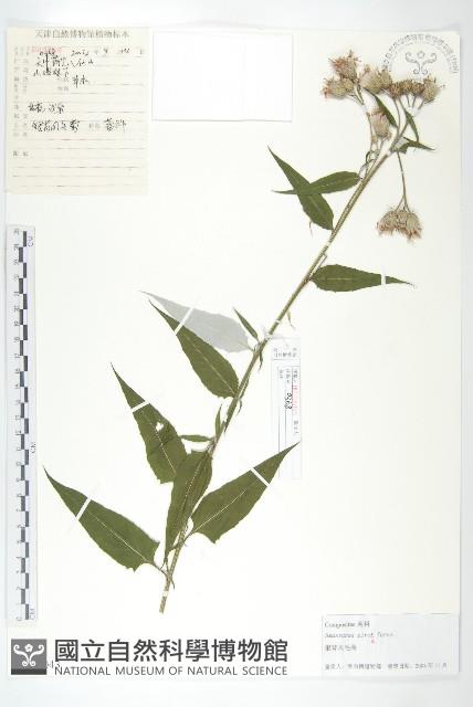 銀背風毛菊藏品圖，第1張