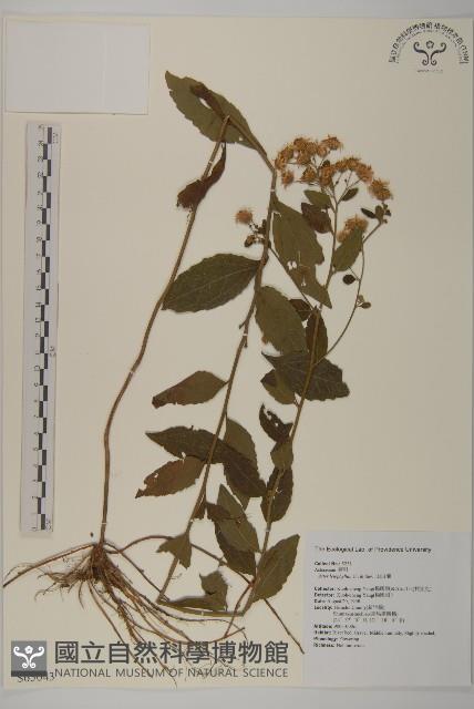 山白蘭藏品圖，第1張