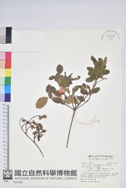 南澳杜鵑藏品圖，第1張