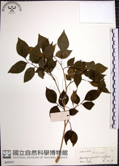 月橘藏品圖，第1張