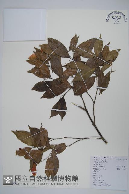 紅翅槭藏品圖，第1張