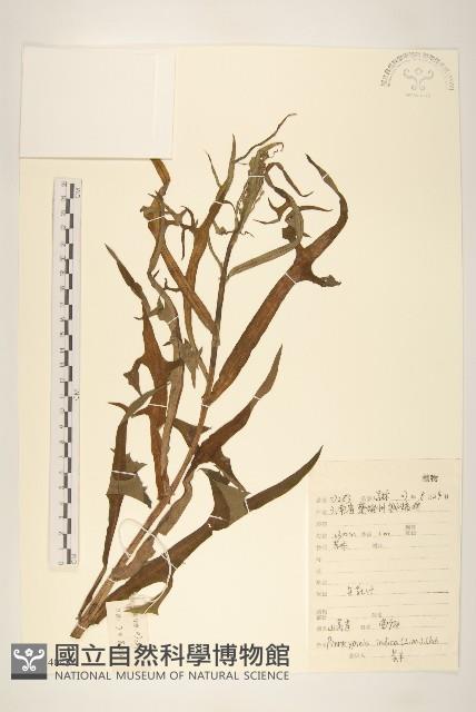 鵝仔草藏品圖，第1張