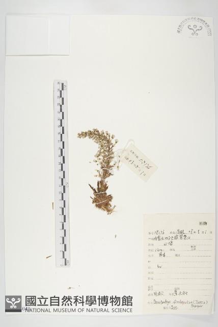 瓦松藏品圖，第1張