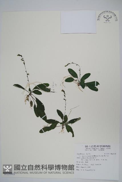 哈哼花藏品圖，第1張