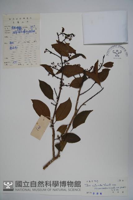 細果鐵冬青藏品圖，第1張