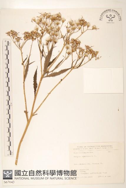 黃菀藏品圖，第1張