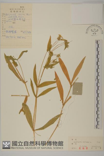 垂梗繁縷藏品圖，第1張