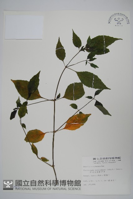 長花九頭獅子草、山藍藏品圖，第1張