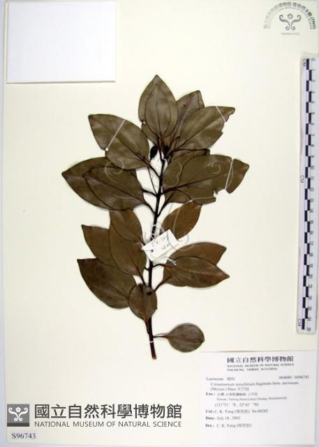 天竺桂藏品圖，第1張