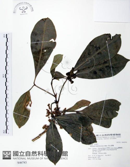 假三腳虌藏品圖，第1張