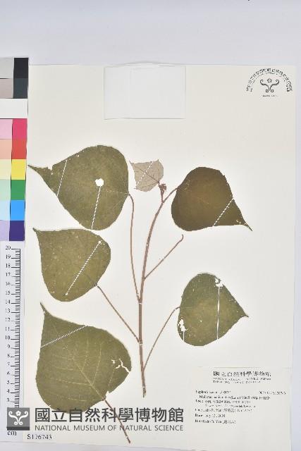 白匏子藏品圖，第1張