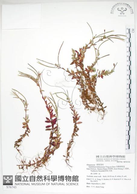 合歡柳葉菜藏品圖，第1張