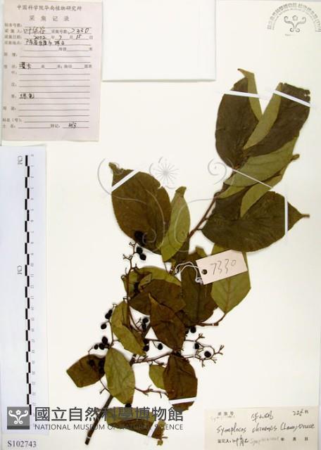 灰木藏品圖，第1張