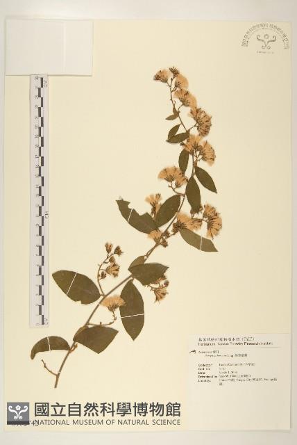 鬼針藏品圖，第1張