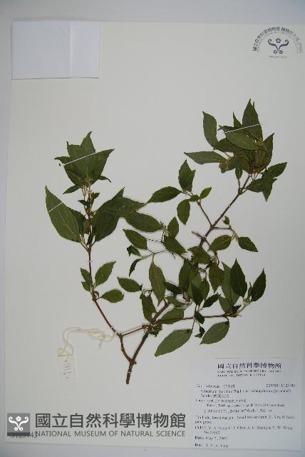 狹葉莢迷藏品圖，第1張