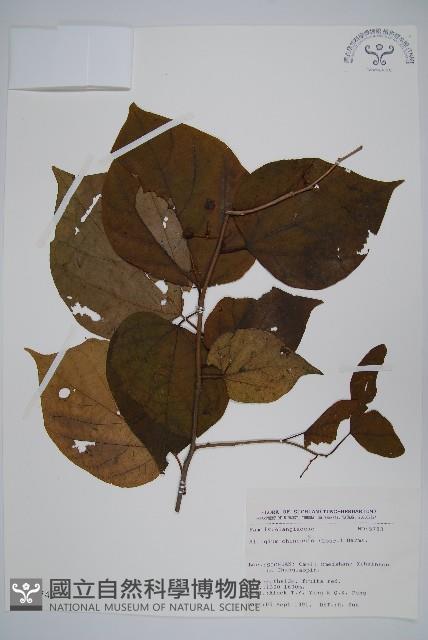 八角楓藏品圖，第1張