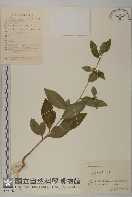 杓兒菜藏品圖，第1張