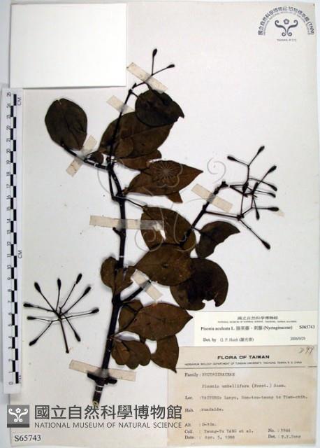 腺果藤、刺藤藏品圖，第1張