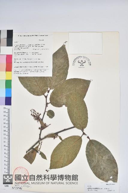 Accession Number:S175743 Collection Image