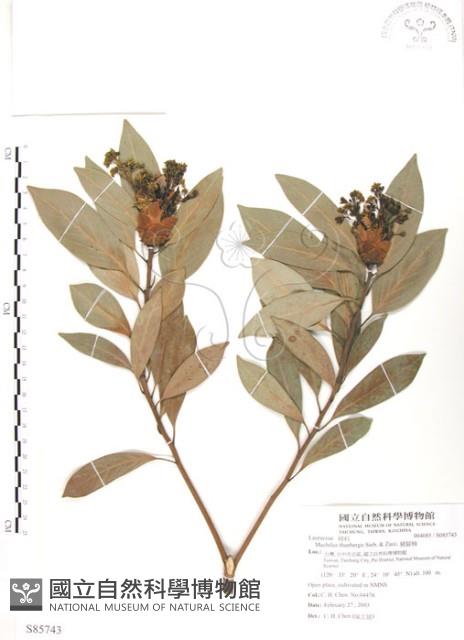 豬腳楠藏品圖，第1張