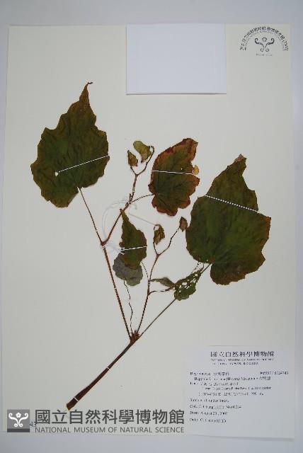 水鴨腳藏品圖，第1張