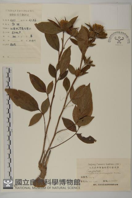 白朮藏品圖，第1張