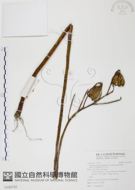 豔紅百合、豔紅鹿子百合藏品圖，第1張