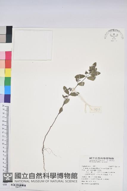 紫斑大戟藏品圖，第1張