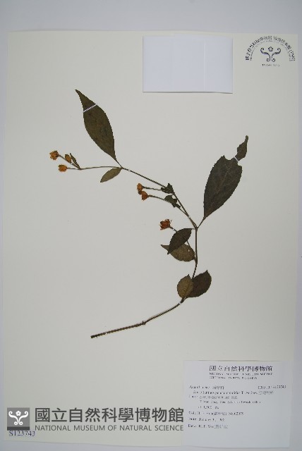 腺萼馬藍藏品圖，第1張