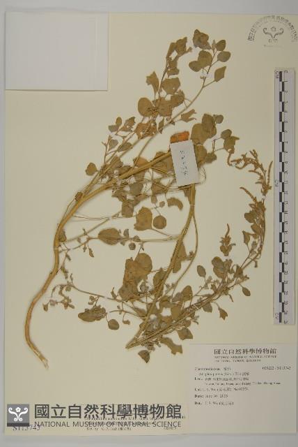 變葉藜藏品圖，第1張