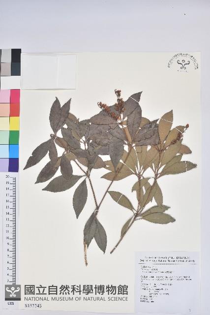 臺灣馬醉木藏品圖，第1張